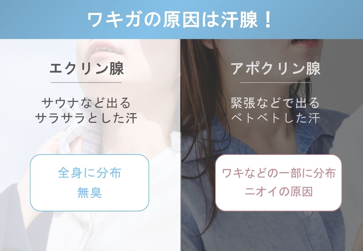 ワキガの原因
